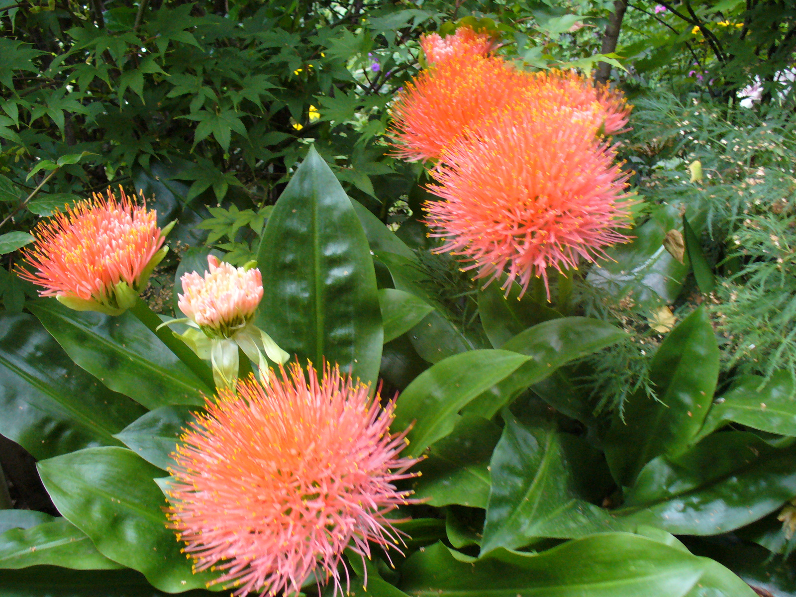 Haemanthus