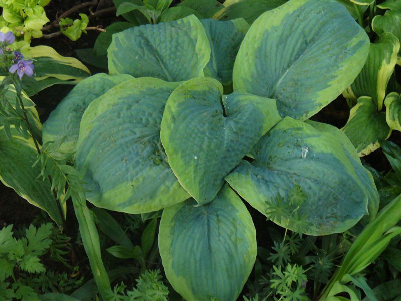 Hosta