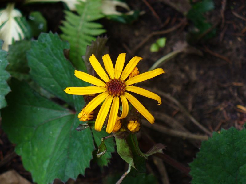 Ligularia