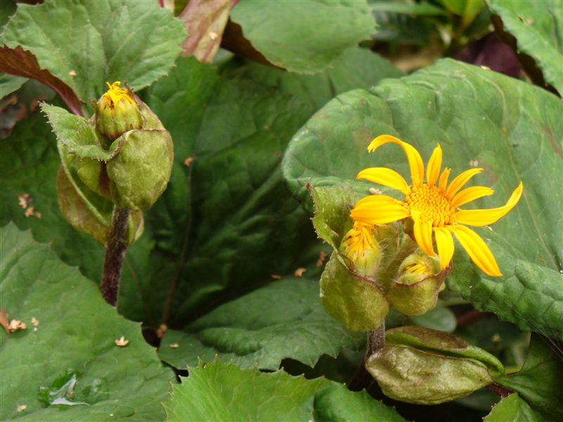 Ligularia