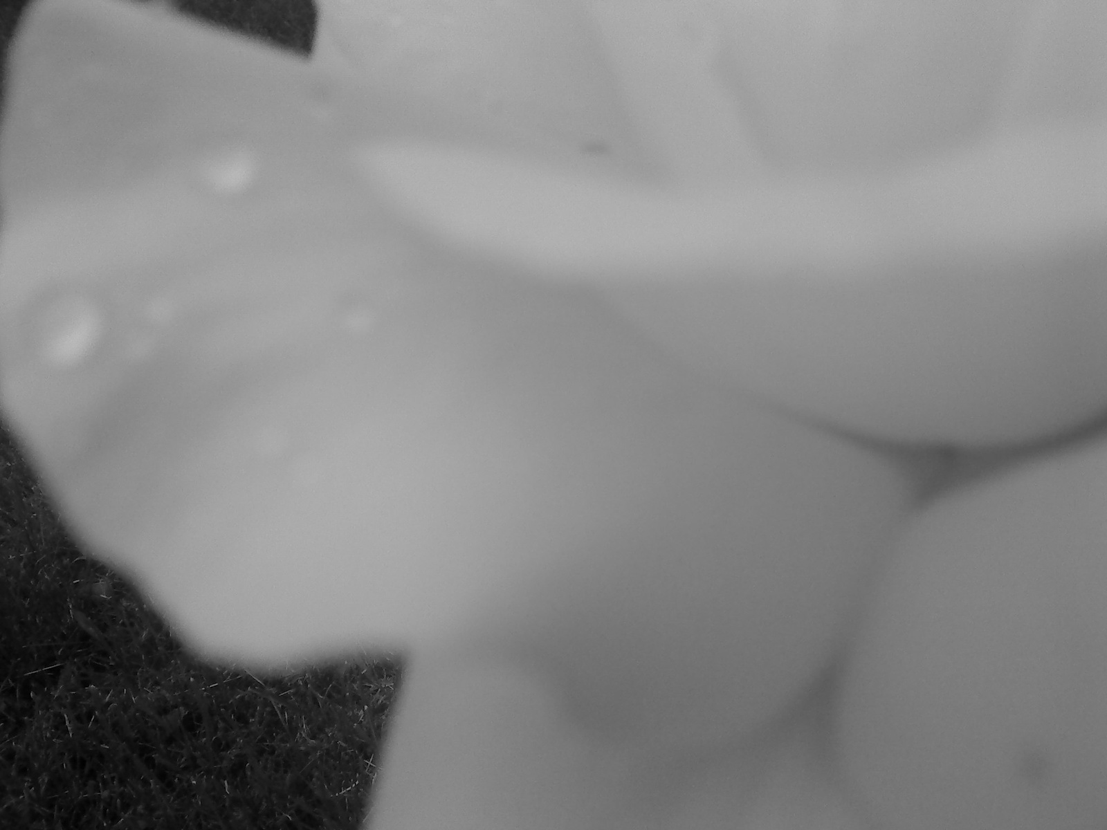 raindrop on the rose. (: