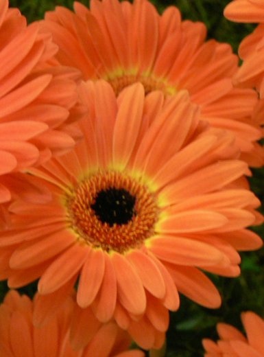 gerbera