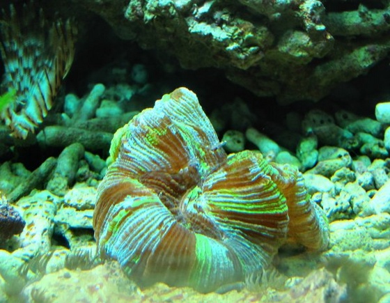 nyír-akváriumlakó