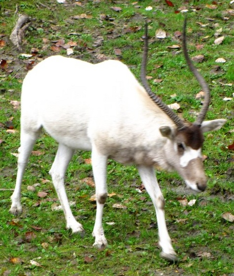 nyír-antilop