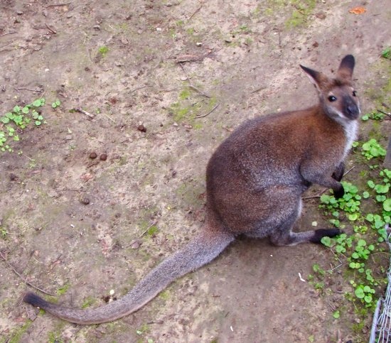 nyír-kenguru
