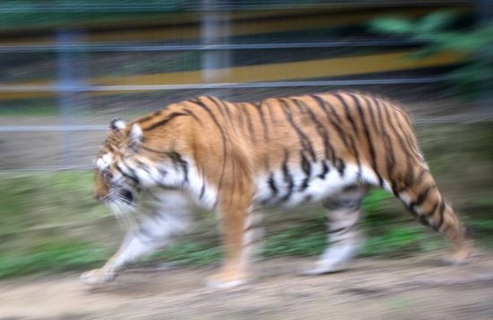 nyír-tigris-sebesség