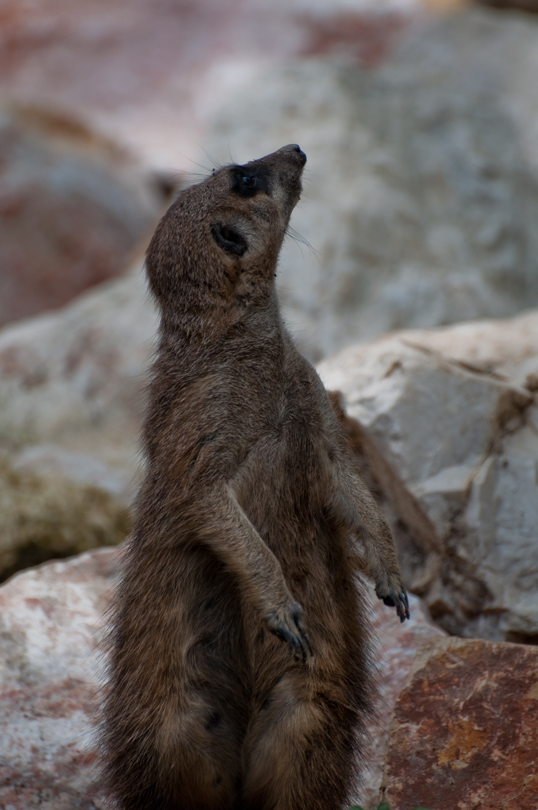 zoo2010-0115