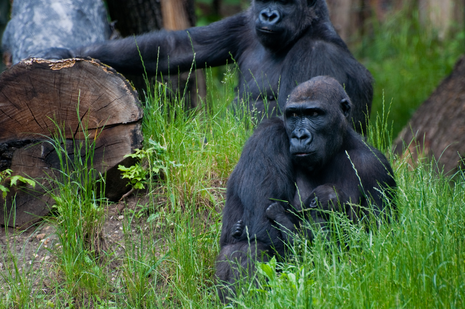 zoo2010-0193