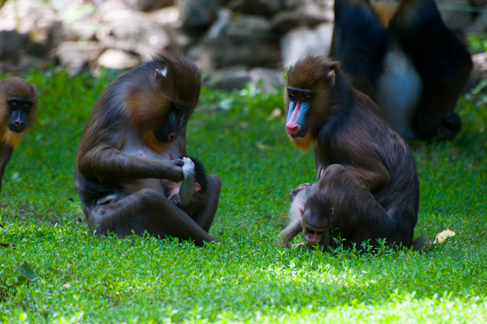 zoo2010-0242