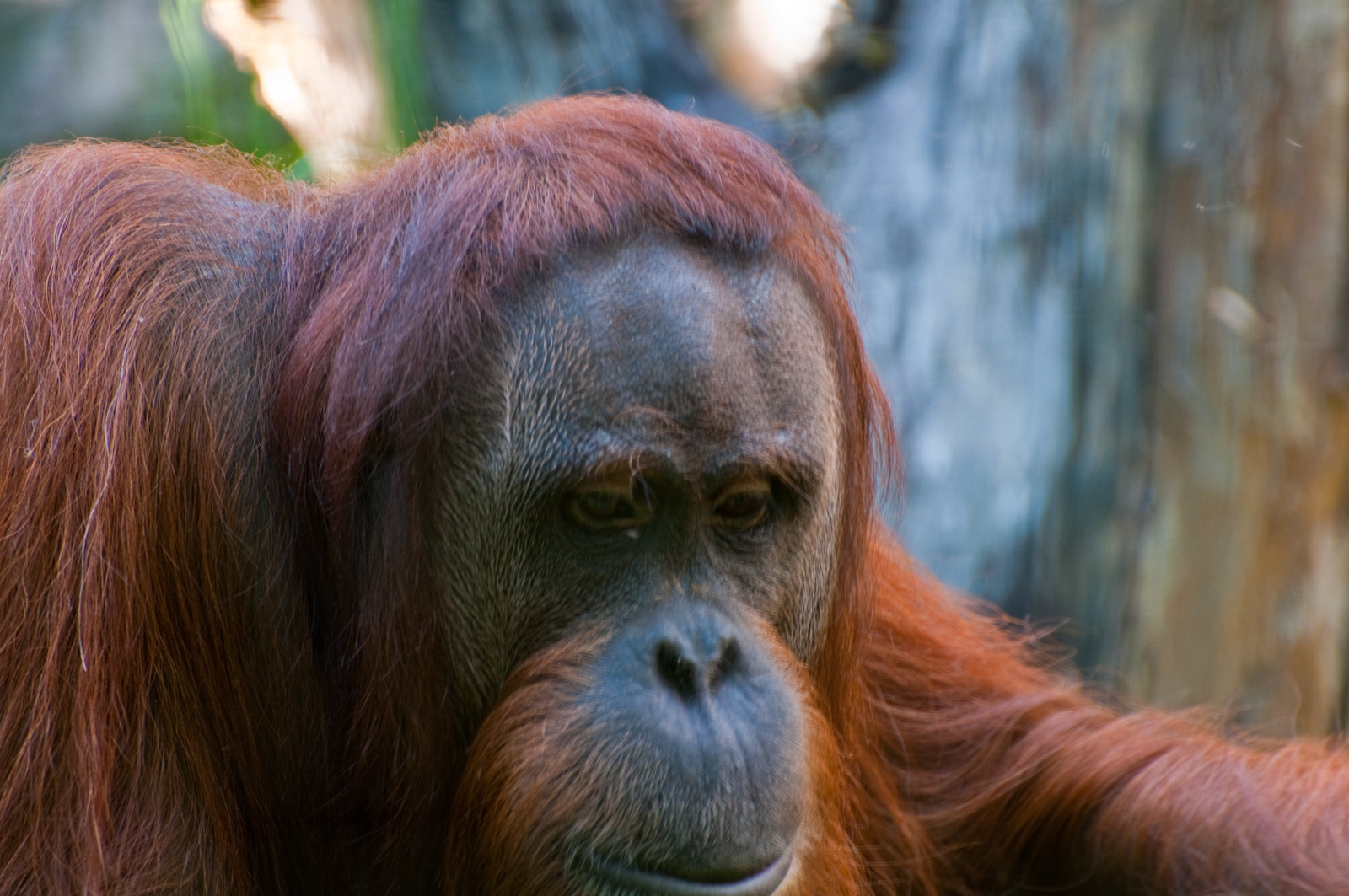 zoo2010-0361