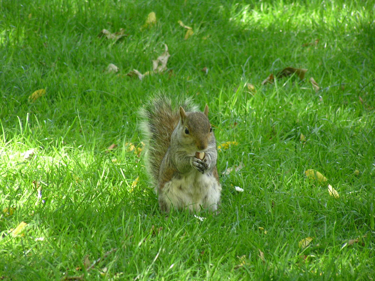 London 603 St. James park