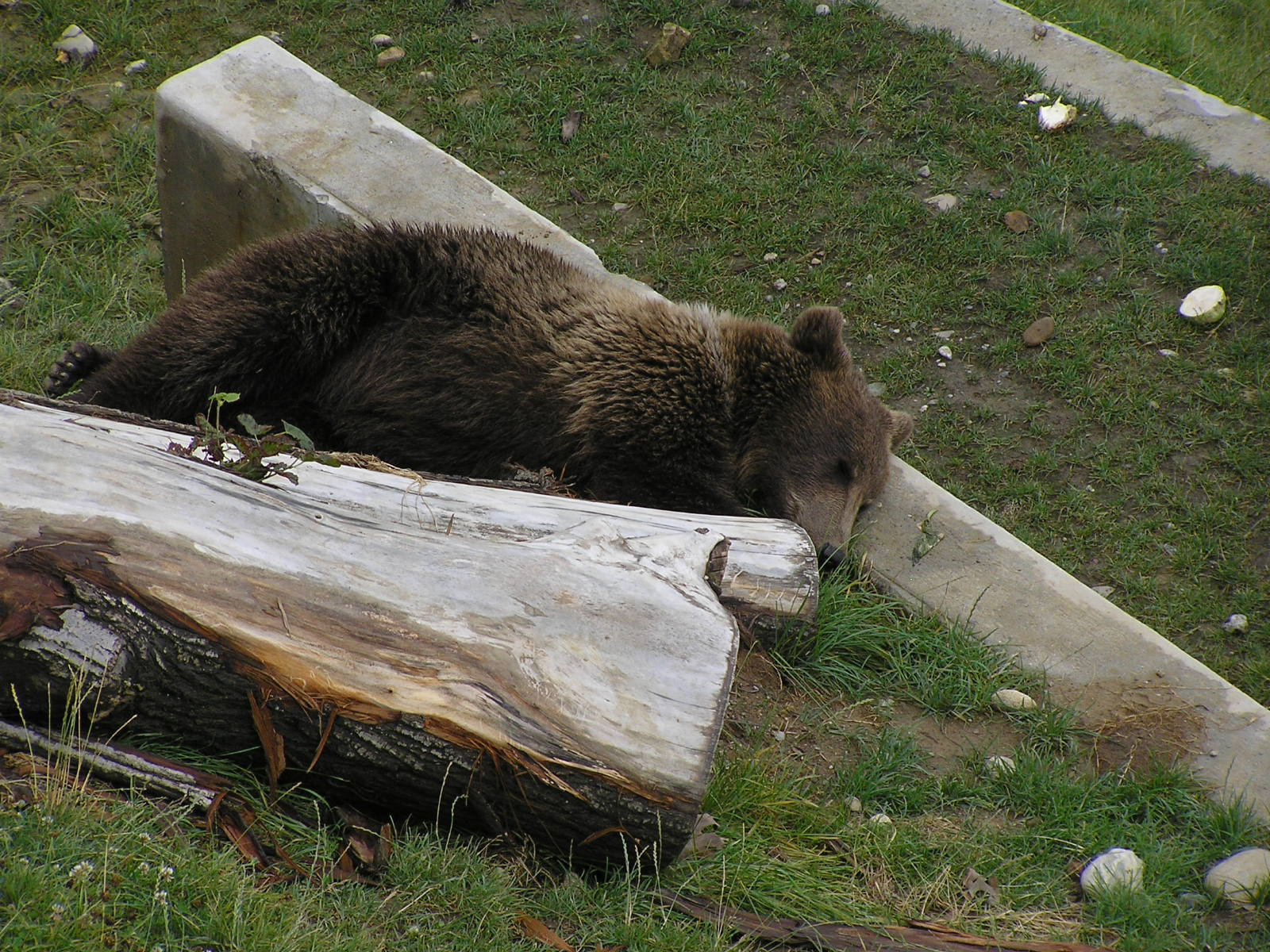 0 670 Berni süldőmackó