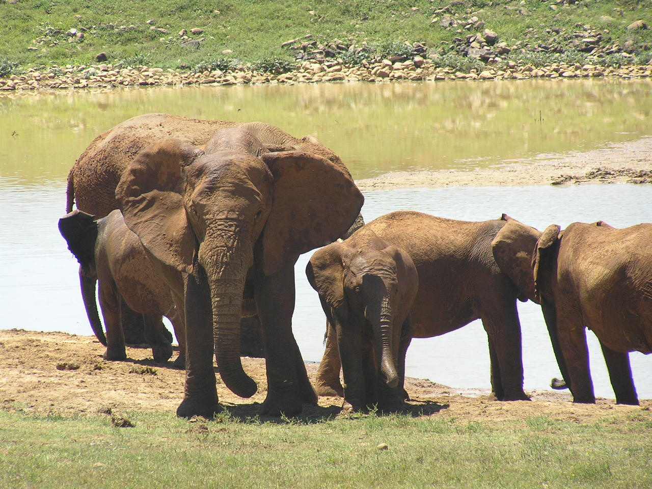 500 Addo Elefántpark