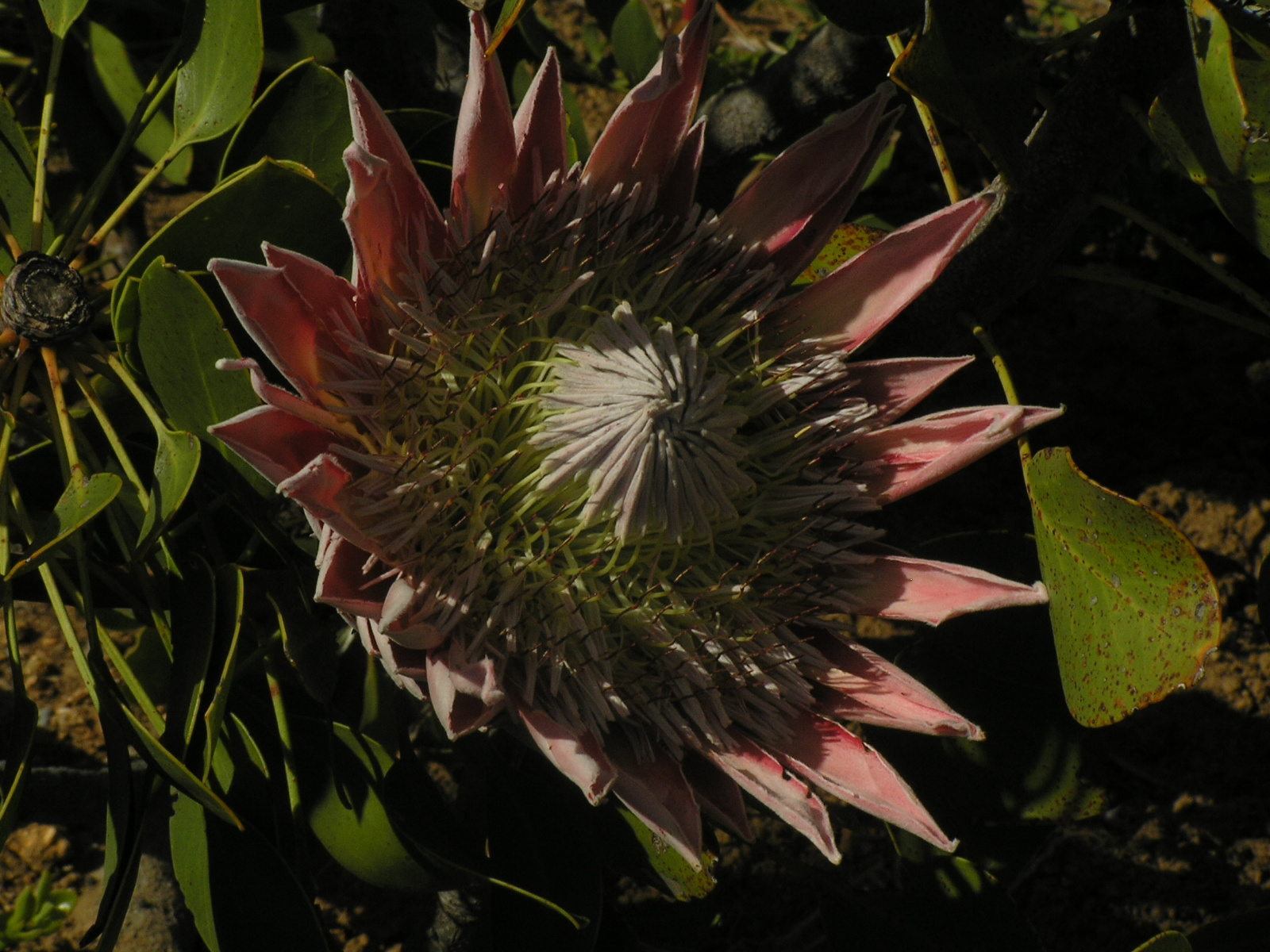 261 Paarl Protea