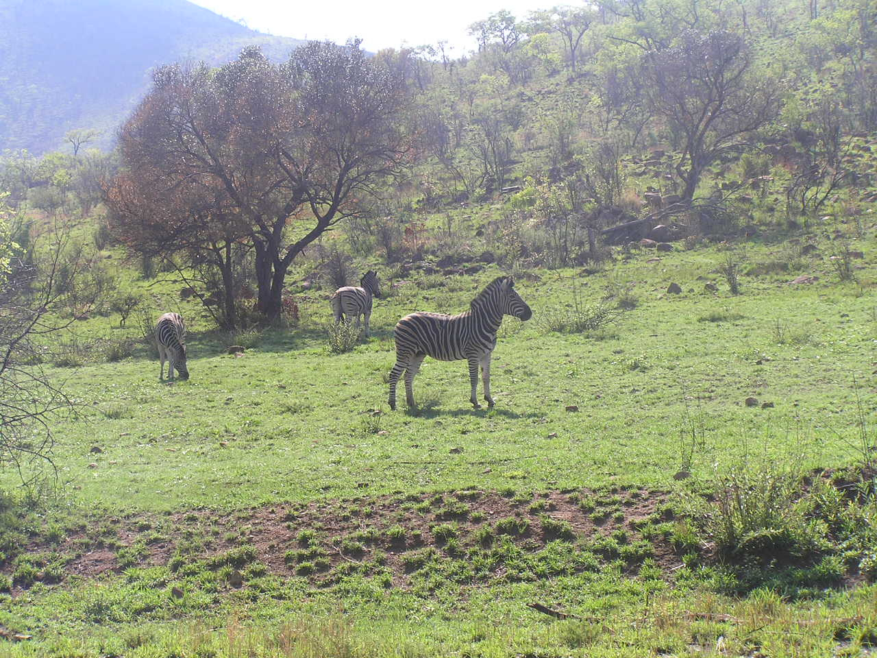 635 Pilanesberg Nemzeti Park