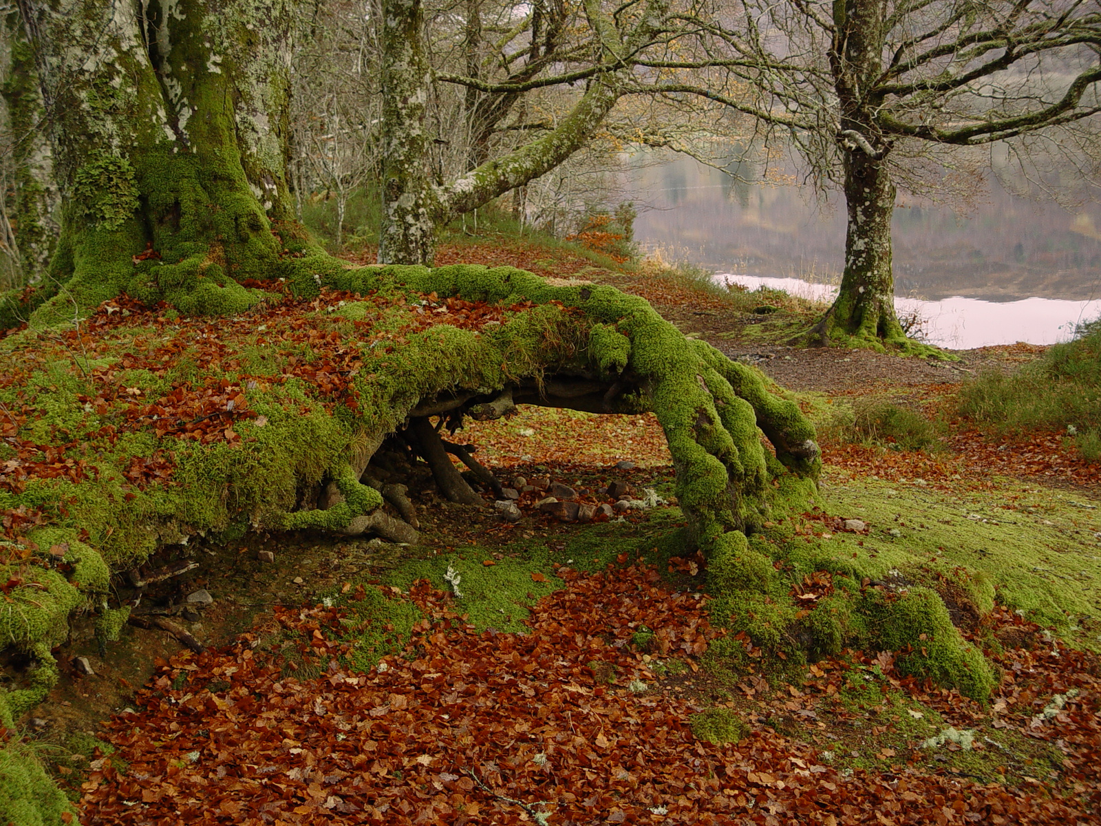 Skócia, Loch Ness fele