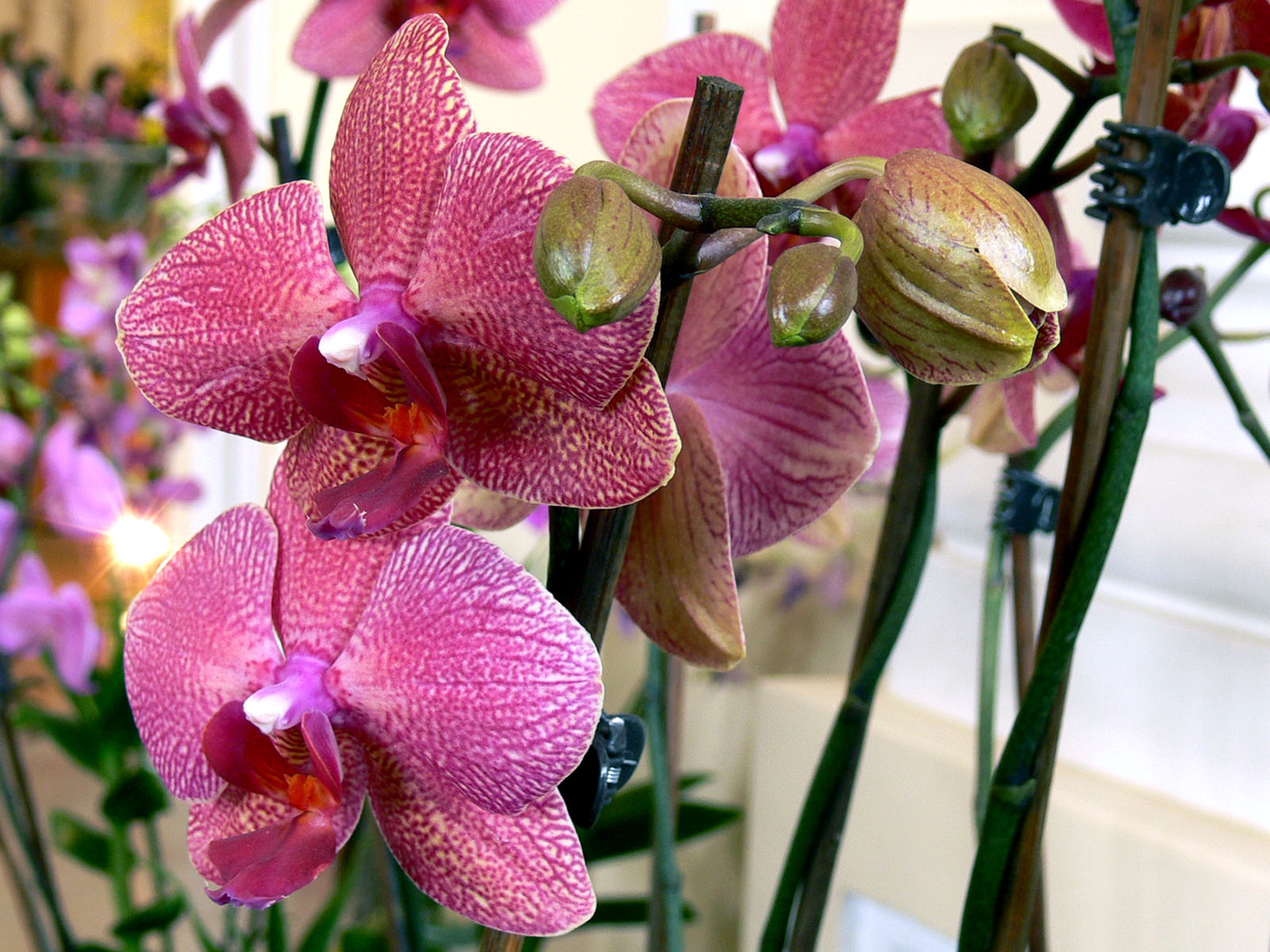 orchidea (phalaenopsis sundays)
