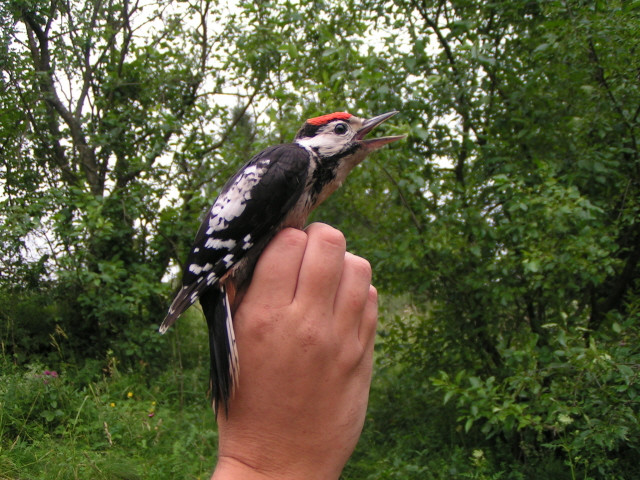 Közép fakopáncs (Dendrocopos medius)