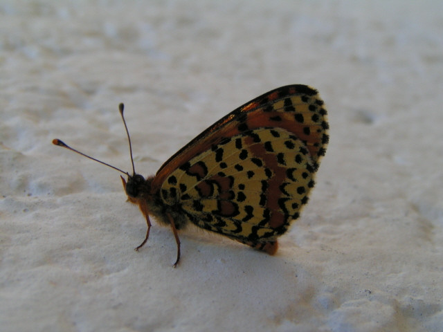 Tüzes tarkalepke (Melitaea didyma)