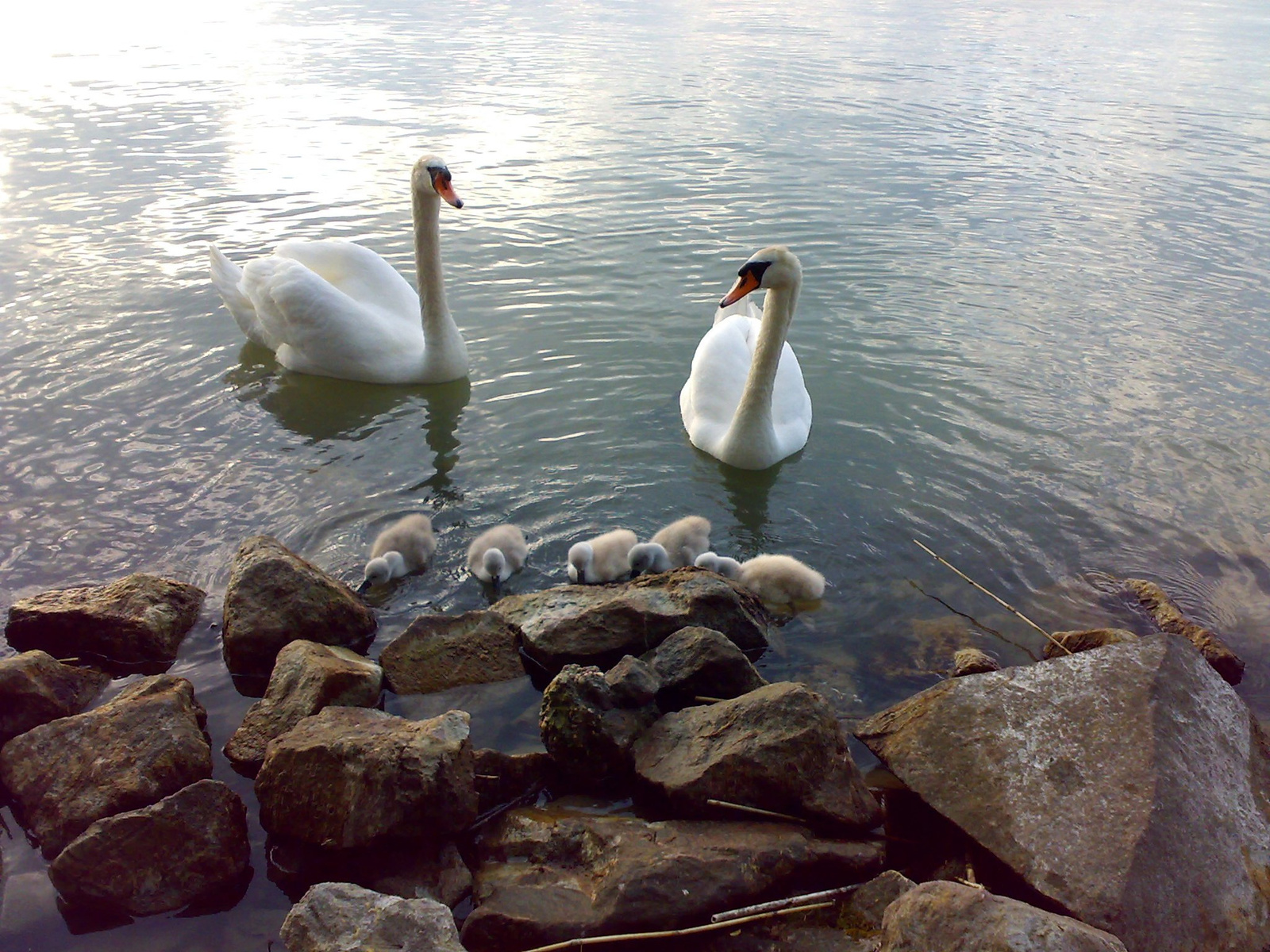 Balatonföldvár 20080509171