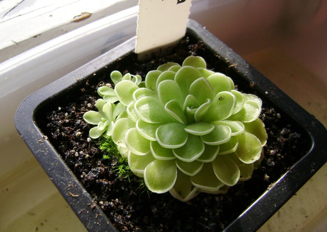 Pinguicula laueana