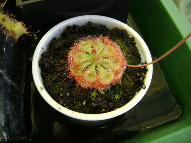 drosera 002