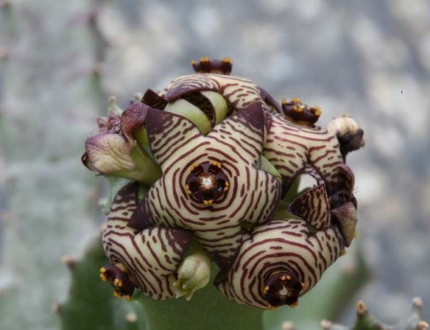 Caralluma europaea