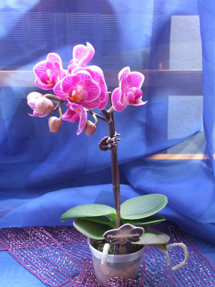 Mini phalaenopsis