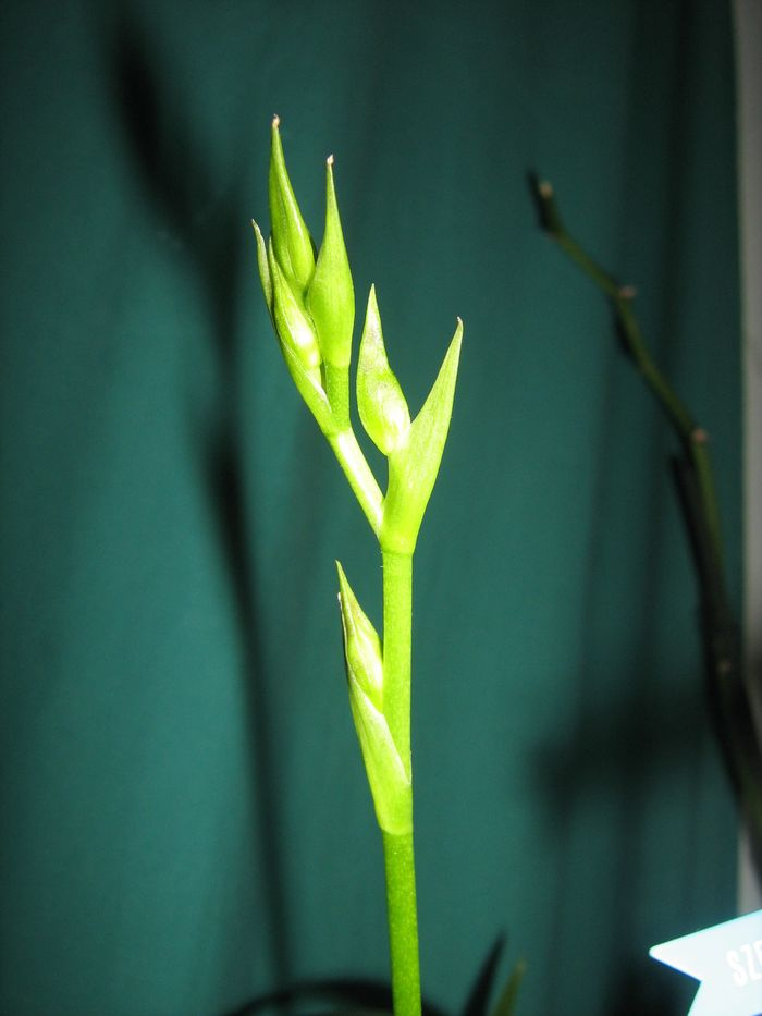 Odontoglossum 'Violetta von Holm'