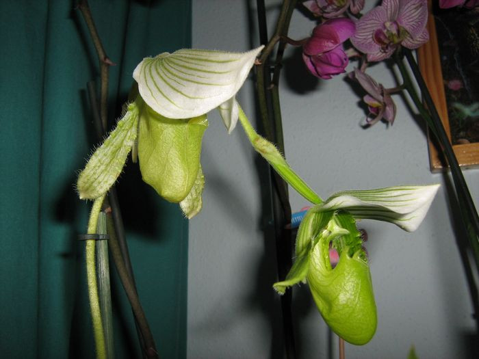 Paphiopedilum Maudiae 'The Queen'