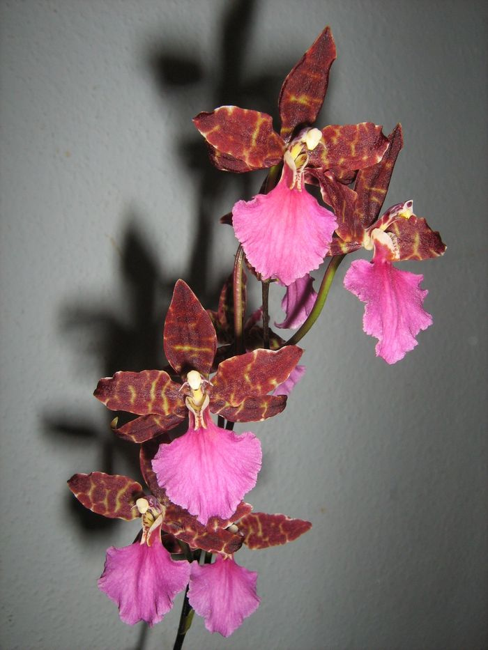 Odontoglossum 'Violetta von Holm'