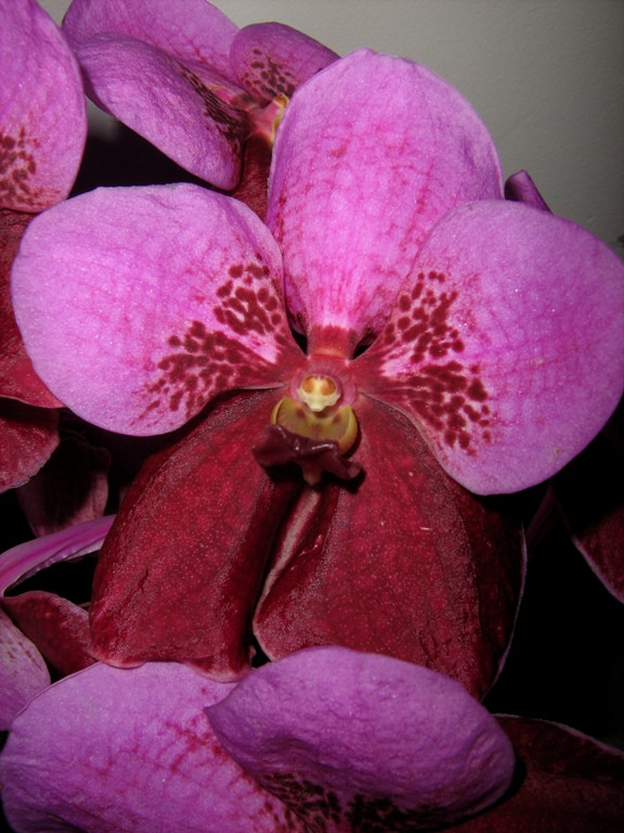 Vanda Michael Swerdlow 'Crownfox'