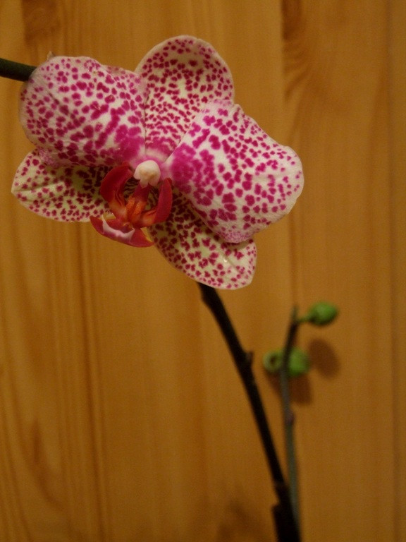 Phalaenopsis 'Brother Little Spotty'