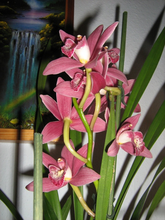 Cymbidium Red Beauty "Evening Star"