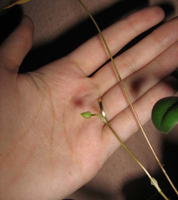 Bulbophyllum makoyanum