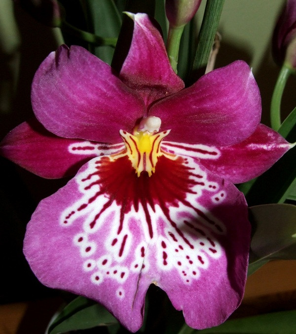 Miltonia Martin Orenstein 'Shirley P.'