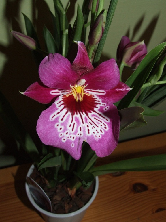 Miltonia Martin Orenstein 'Shirley P.'