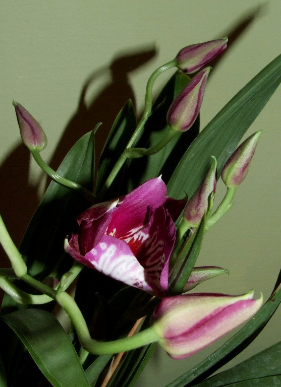 Miltonia Martin Orenstein 'Shirley P.'