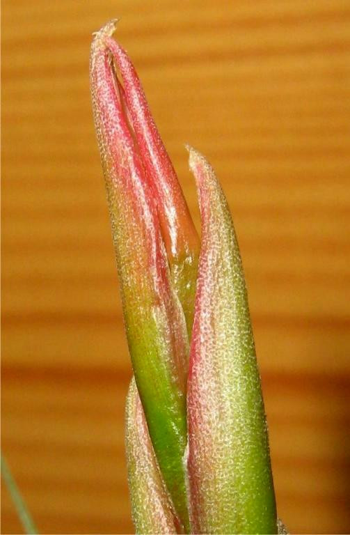 Tillandsia aeranthos