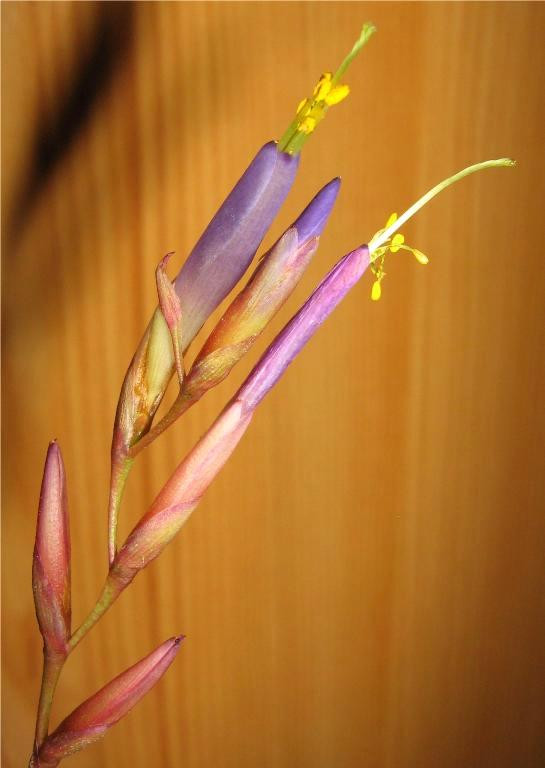 Tillandsia fuchsii 'gracilis'