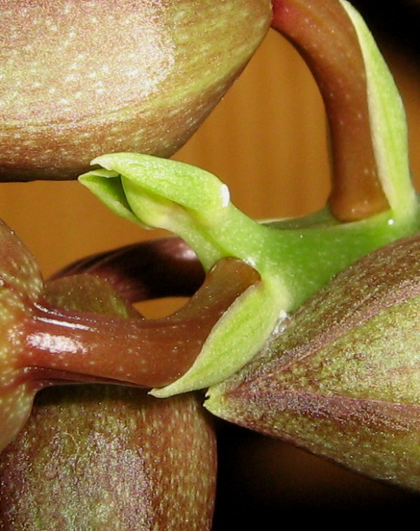 Catasetum tennabrosum