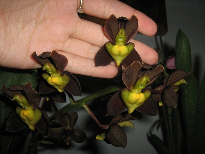 Catasetum tennabrosum