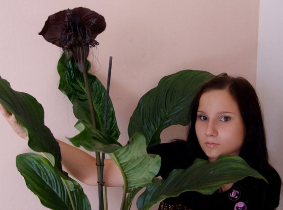 Tacca chantieri 'Black Beauty' ( BAT ORCHID )