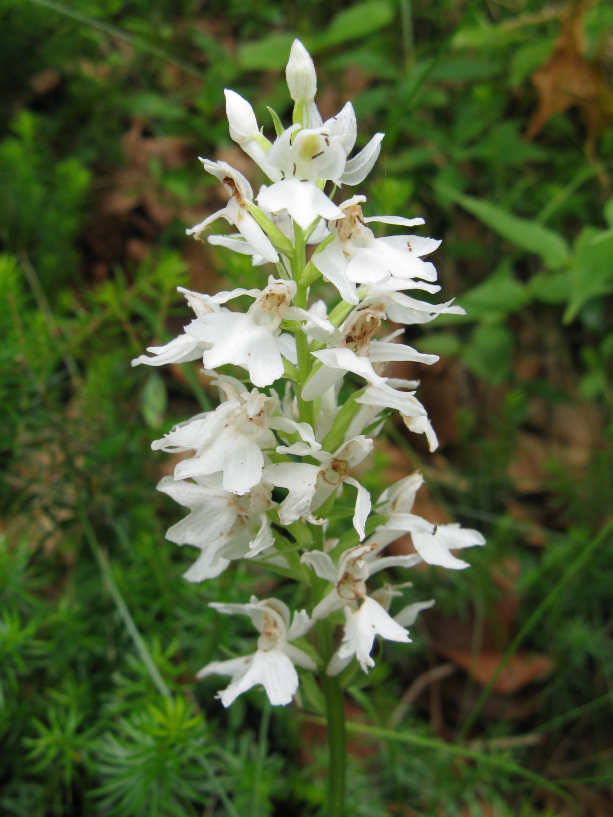 Erdei ujjaskosbor Dactylorhiza fuchsii