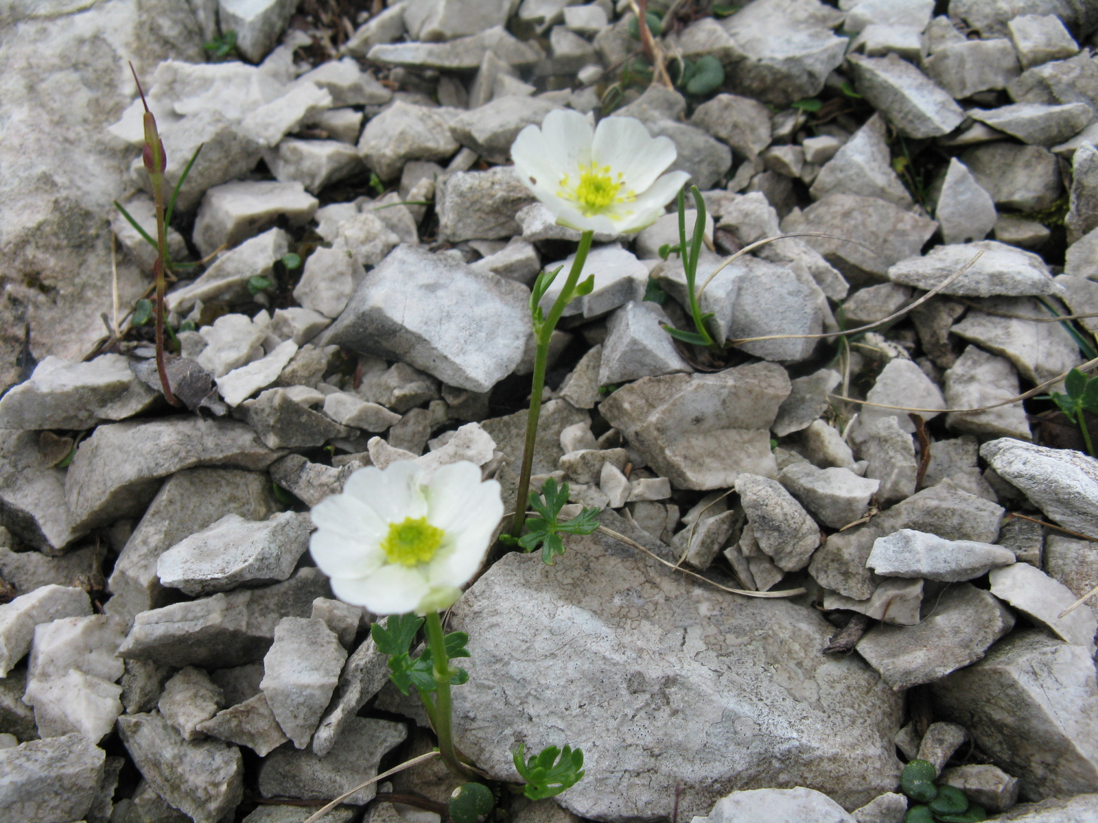 Gleccserboglárka Ranunculus glacialis