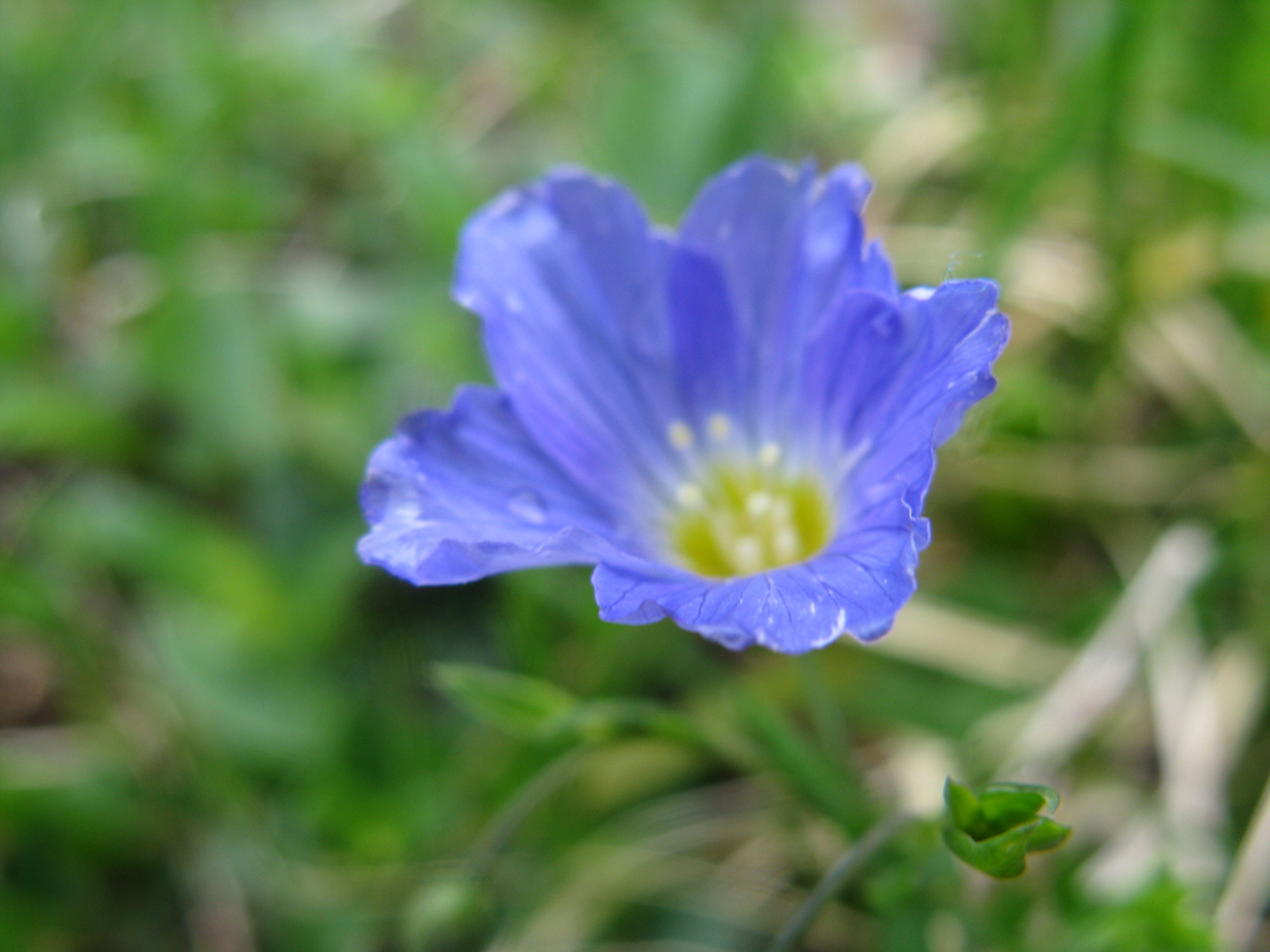 Széleslevelű tárnics Gentiana acaulis1