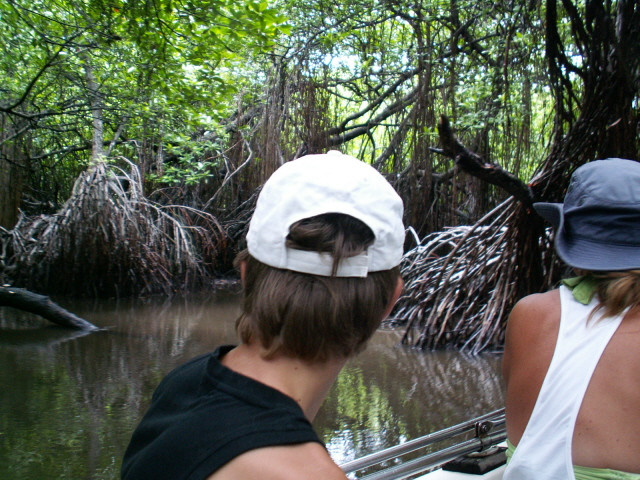 mangrove erdőben
