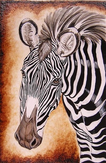 Zebra