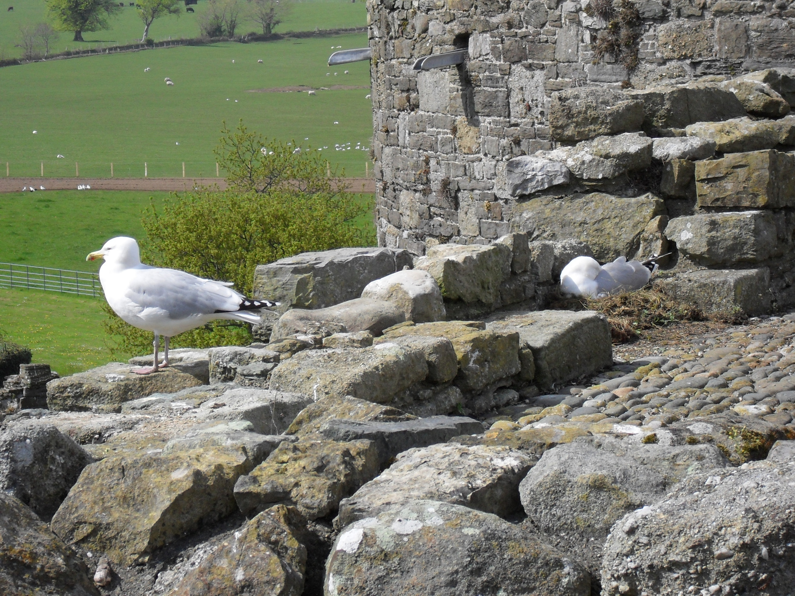 Beaumaris