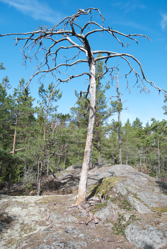 Tyresta nemzeti park - Erdőtűz